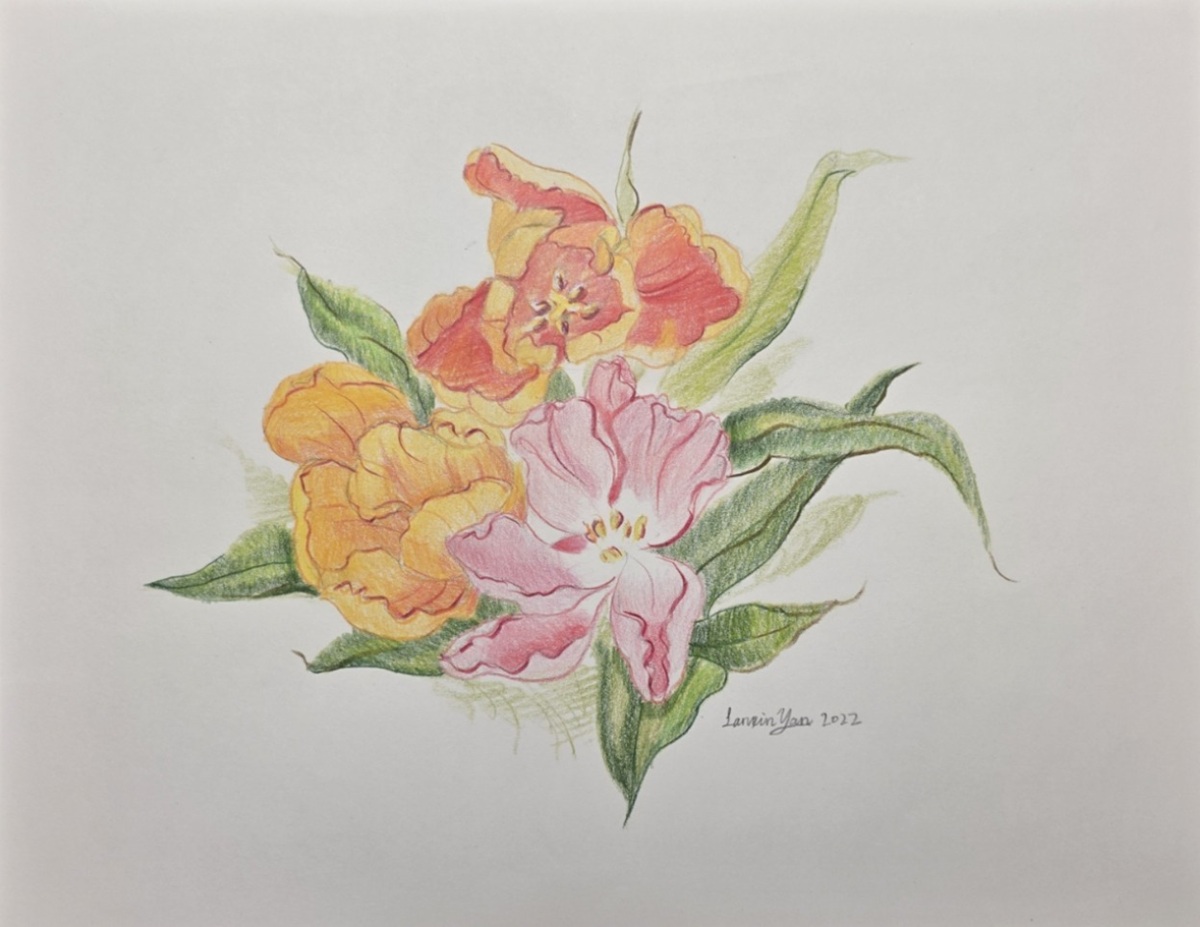 Colored pencil drawing of orange and pink lilies with long green leaves.